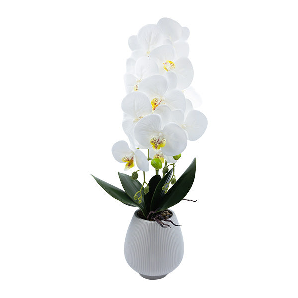 Orquidea blanco