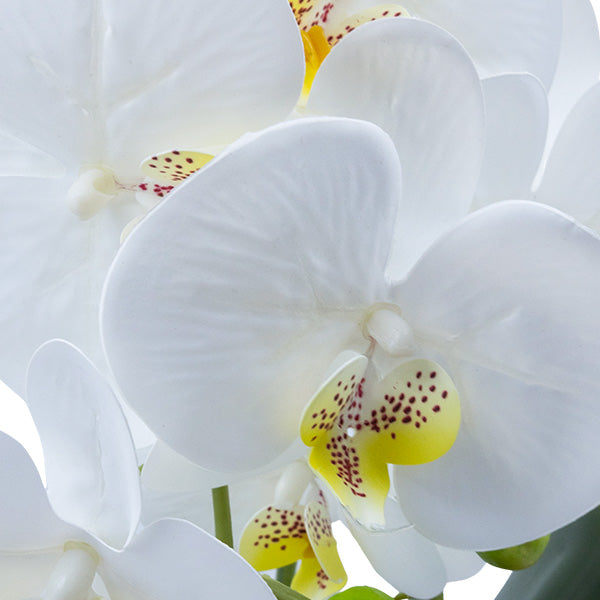 Orquidea blanco