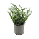 Planta jazmin surtida