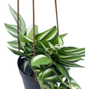 Planta arficial colgante