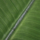 Hoja platano art. 95cm