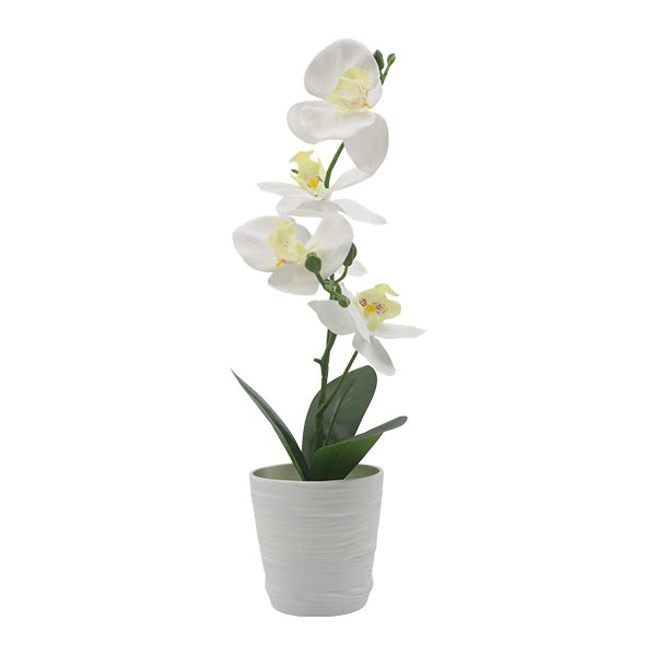 Orquidea art blanco