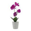 Orquidea morada