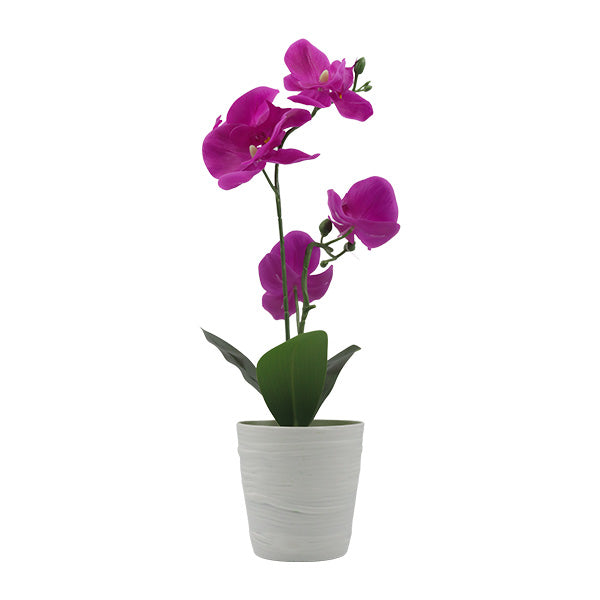 Orquidea morada