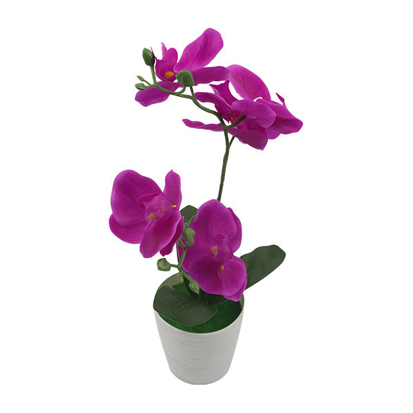 Orquidea morada