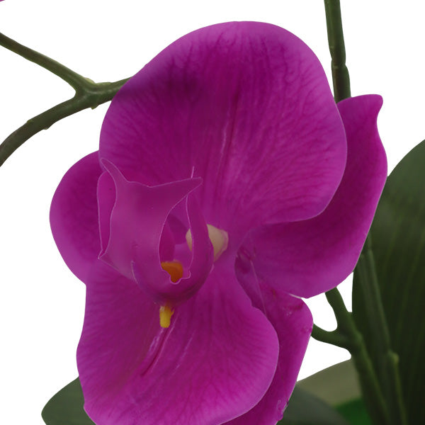 Orquidea morada