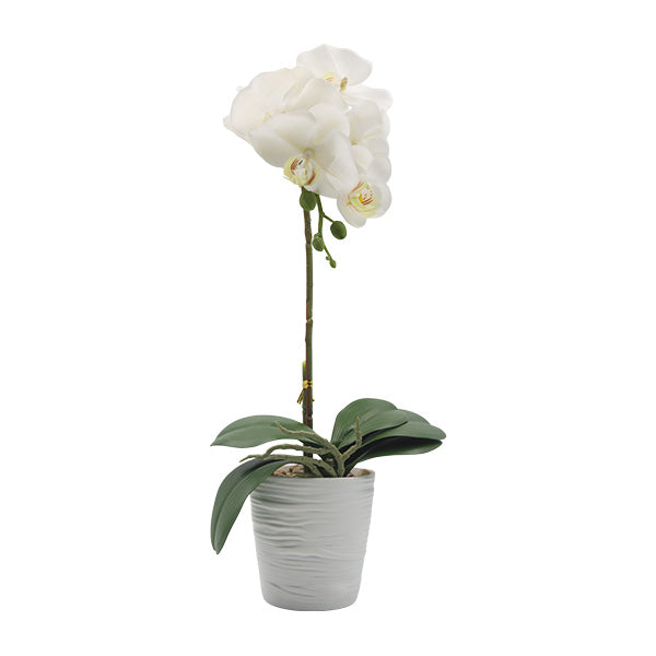 Orquidea art. Blanco