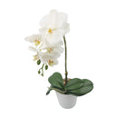 Orquidea art. Blanco