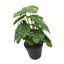 Planta artificial