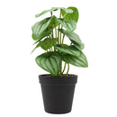 Planta artificial