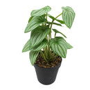 Planta artificial