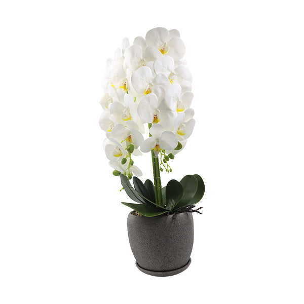 Orquidea art. Blanco