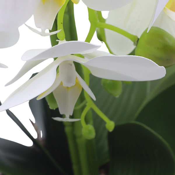 Orquidea art. Blanco