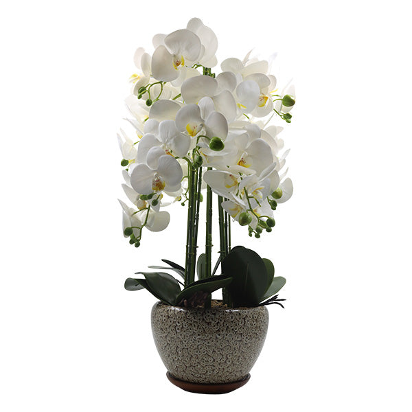 Orquidea art. Blanco