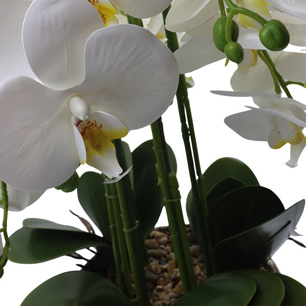 Orquidea art. Blanco