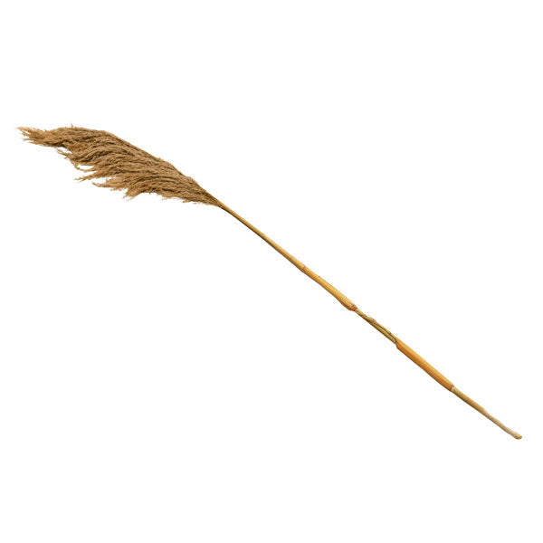 Pampa seca 140cm