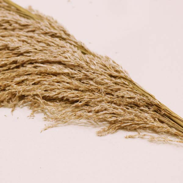Pampa seca 140cm