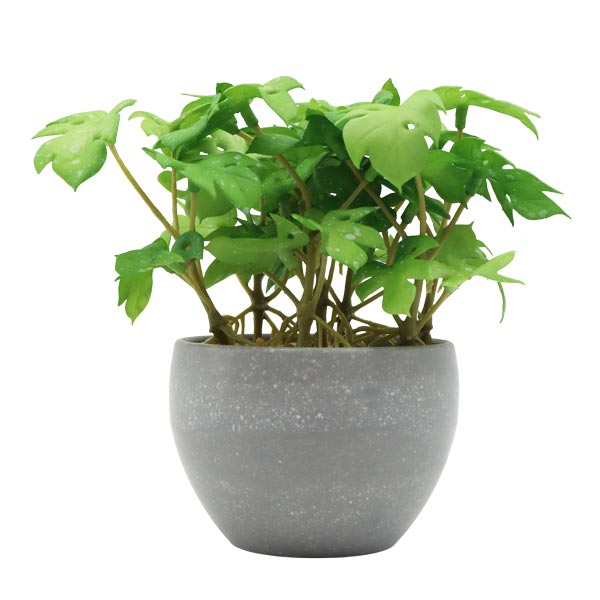 Planta artificial