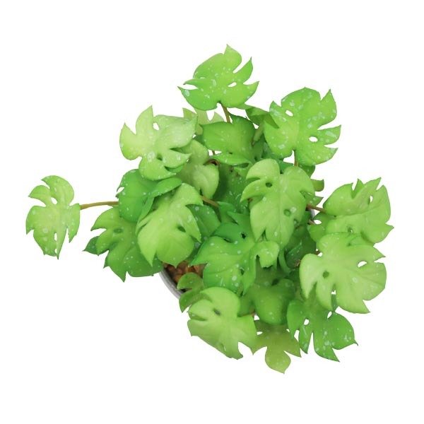 Planta artificial