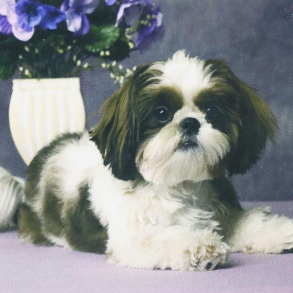 Set Diamond Painting Perro