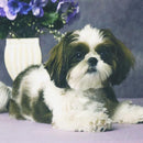 Set Diamond Painting Perro