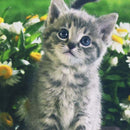 Set Diamond Painting Gato