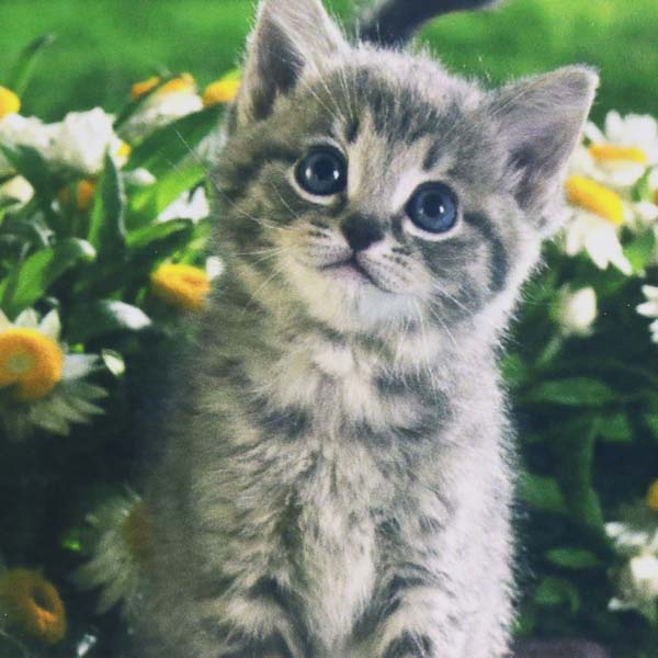 Set Diamond Painting Gato