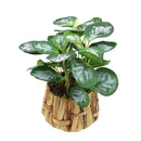 Planta artificial