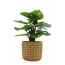 Planta artificial