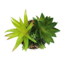 Planta artificial