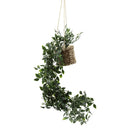 Planta colgante
