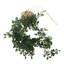 Planta colgante