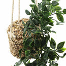 Planta colgante