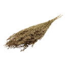 Ramas secas lavanda de mar