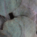 Ramas secas eucalipto
