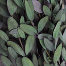 Ramas secas eucalipto