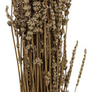 Ramas secas lavanda