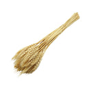 Ramas secas trigo crema
