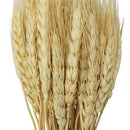 Ramas secas trigo crema