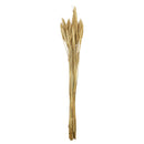 Ramas secas trigo beige