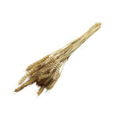 Ramas secas trigo beige