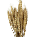 Ramas secas trigo beige