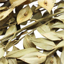 Ramas secas café