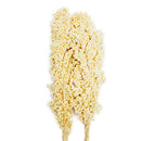 Ramas secas blancas