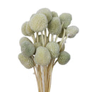 Ramo decorativo con 20 cabezas gris