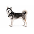 RUFFWEAR  Collar Front Range Gris, talla L