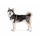 RUFFWEAR  Collar Front Range Gris, talla M