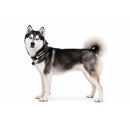 RUFFWEAR  Collar Front Range Gris, talla S