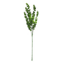 Pick hojas de eucalipto 80cm